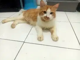 Betina persia umur 5 bln, manja