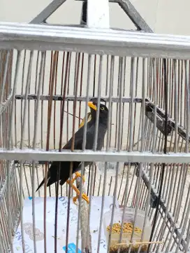 Burung jalak kebo mata kuning