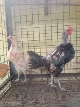 Ayam Ketawa Sepasang