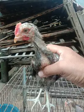 Ayam Pelung 2 Bulan