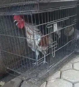 Ayam Ketawa Jantan Dewasa