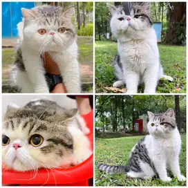 Lepas adopt kucing peaknose exotic shorthair