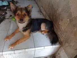 Anjing jantan usia ±10 bulan