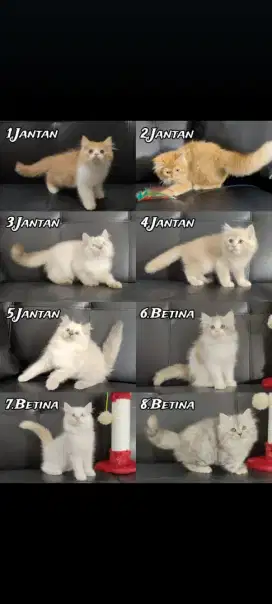 Kucing kitten anggora ragdoll himalaya mainecoon munchkin bsh dll