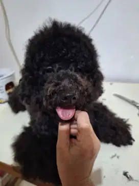 Open stud toy poodle grey red stb pendek