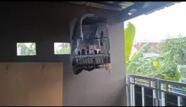 Burung Murai batu Medan Jantan