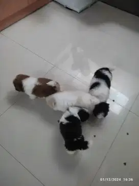 Shihtzu pure Bantul