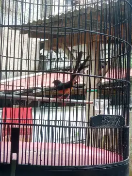 Burung murai batu Medan pastol