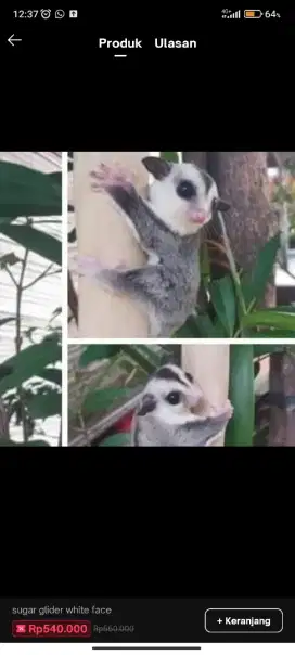 Sugar Glider White face