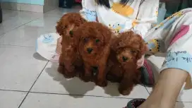 Anakan Anjing poodle ras asli