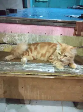 Lepas adopsi kucing Persia medium