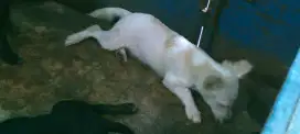 Anak anjing mix usia 3 BLN.