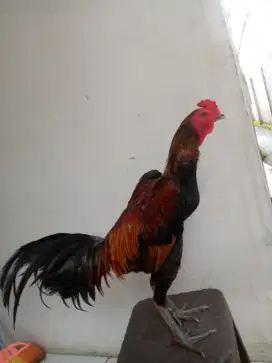 Ayam Bangkok pamangon