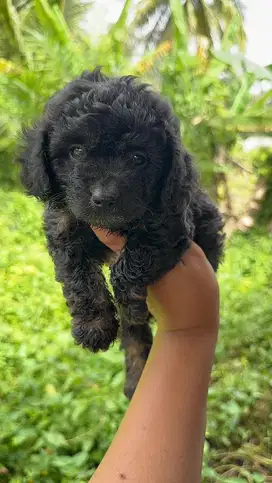 Poodle betina cantik