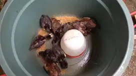 Anak ayam siam kampung usia 3 mingguan