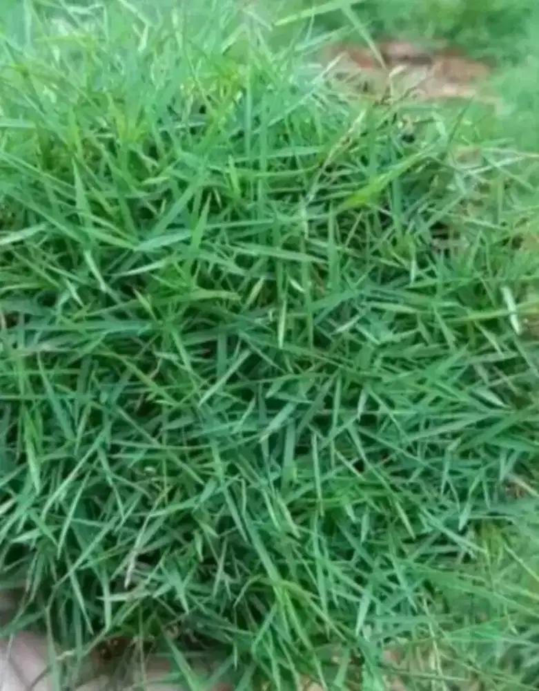 Jual Rumput Jepang