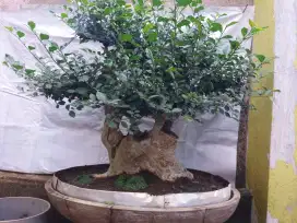 Bonsai Serut apa ada nya