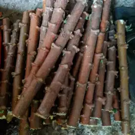 Bibit singkong tape batang singkong stek