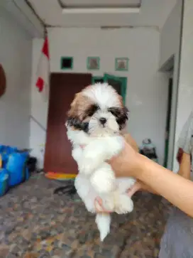 Shihtzu puppy betina