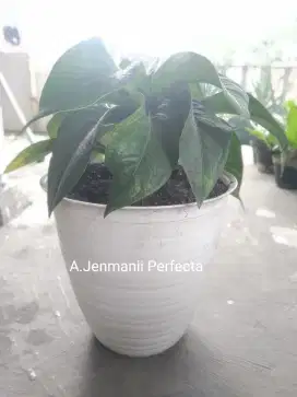 Anthurium Jenmanii Tanduk Perfecta