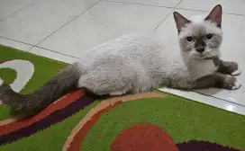 Kucing Himalaya Betina Umur -+ 9 bulan