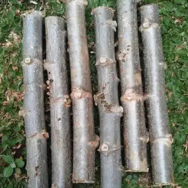 Bibit singkong apuy