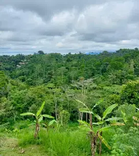 Tanah los sungai tegallalang ubud