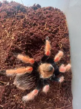 Tarantula Boehmei Female