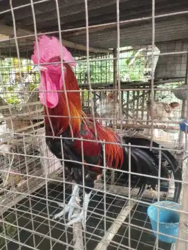 Ayam Pelung Asli