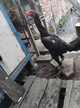 Monggo yg minat ayam bangkok betina produk 2x tulangan padat