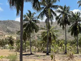 Tanah murah dekat pantai Torok Lombok