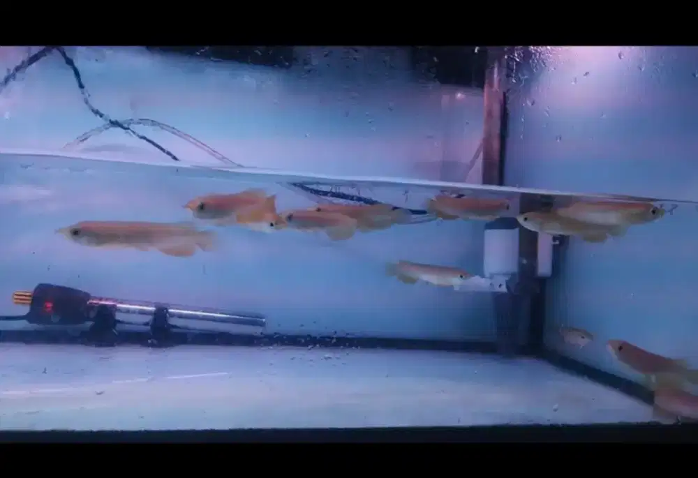 Arwana golden red 14-15cm