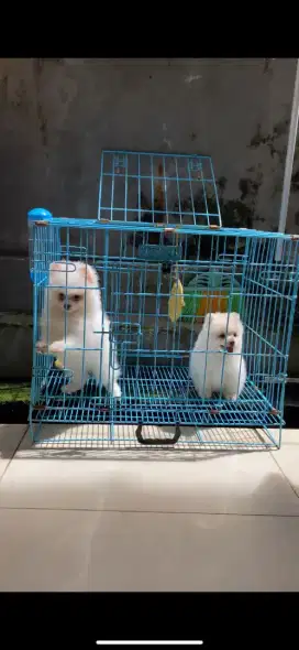 Minipom snow White sertifikat