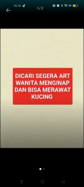Dicari Art wanita menginap dan bisa merawat kucing