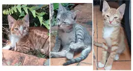 Dicari Penyayang Kucing Adopsi Gratis