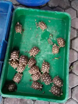 Baby Kura Sulcata 5,5-6 cm