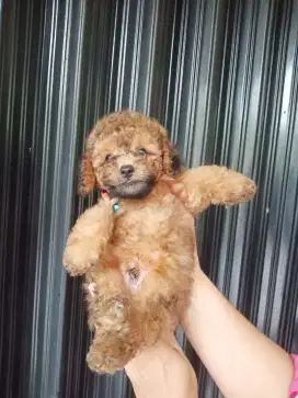 Anakan Toy poodle jantan