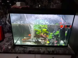 Dijual Aquarium sama oksigen dan ikan2