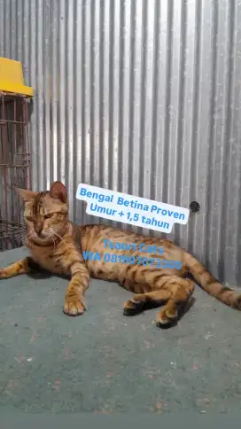 Kucing Indukan Betina Proven Umur + 1,5 tahun