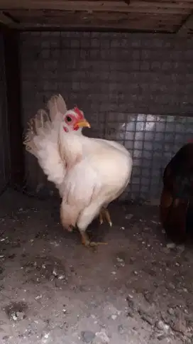 Ayam Serama Betina Remaja