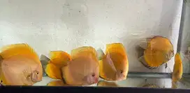 Golden Discus Fish