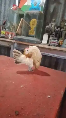 Ayam Serama Betina