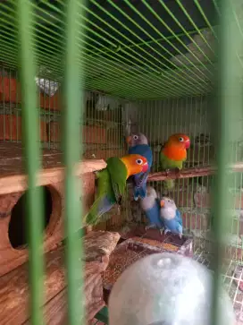 LOVEBIRD PAUD 2 BULANAN