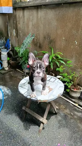 Dijual french bulldog jantan
