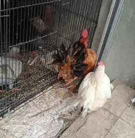 Ayam seramah sepasang