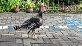 Jual Ayam Kalkun Dewasa