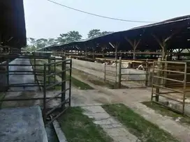 DI JUAL MURAH PETERNAKAN PENGEMUKAN SAPI PURWAKARTA JAWA BARAT