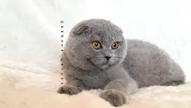 SCOTTISH FOLD Kucing Lucu