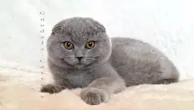 KUCING LUCU SCOTTISH FOLD