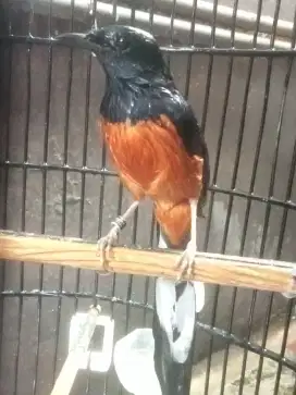 Burung murai medan gacor